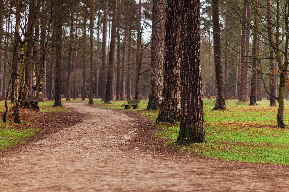 Woodland path through Cannock Chase